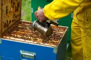 Hera, al termovalorizzatore del Frullo 180 mila api vigileranno sulla qualit dell'ambiente
