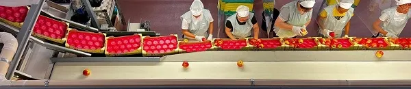 Manutenzione predittiva efficiente al servizio della buona frutta