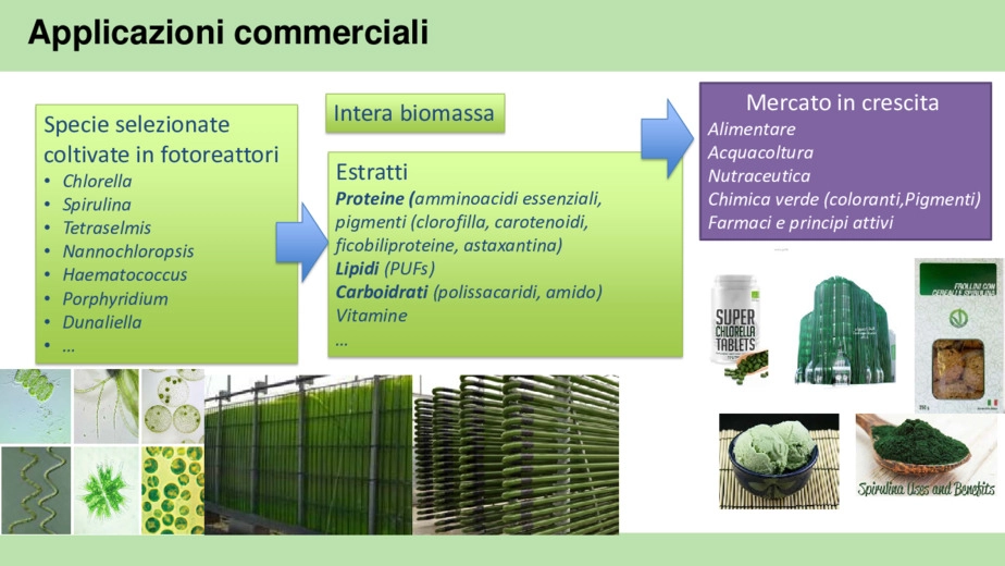 Opportunità di integrazione delle microalghe negli impianti di trattamenti delle acque reflue