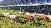 Premiato per la sostenibilità l'agrivoltaico di Carmona in Spagna