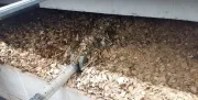 SALUMIFICIO BORDONI - centrale termica alimentata a biomassa