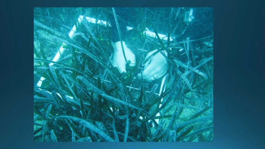 Valutazione di un impatto ambientale di una condotta sottomarina 